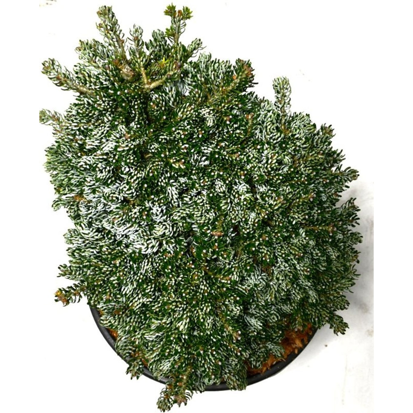 Koreagran – Abies koreana 'Kohout's Icebreaker'® - C12 30-40 CM
